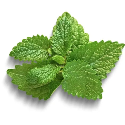 Melisa officinalis